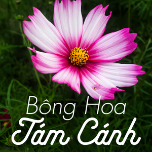 Bông hoa tám cánh