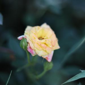 杀死那个石家庄人（钢琴改编）伴奏