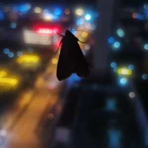 星辰末夜（demo）