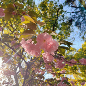 渡月橋 ～君 想ふ～（Cover 仓木麻衣）