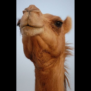 Camels Breakfast Time