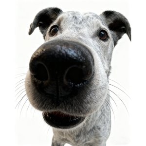 快乐小狗的日常