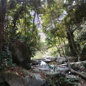 Lost in the Forest