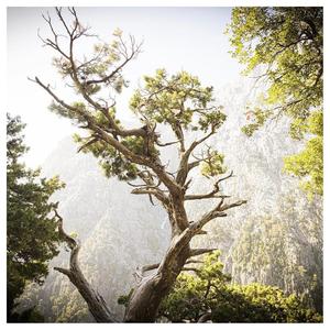 A Bard Named William Trick