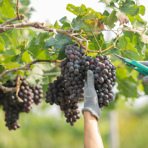 Game Seasons Grapes of Wrath