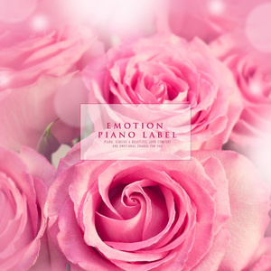 나른한 오후의 햇살