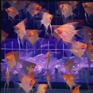 不知道叫什么的小渣歌