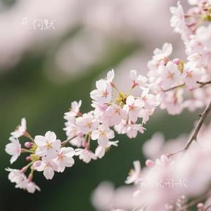 我对自己开了一枪 (Cover 戴佩妮)