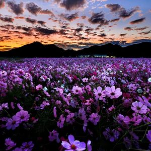 雨夜钢琴-杨大大 DJ旋律私人定制