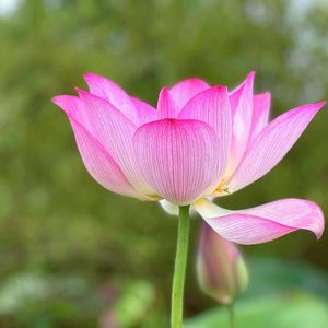 南无护法韦驼尊天菩萨 (普渡众生)