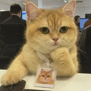 阙行成双（剧情版）