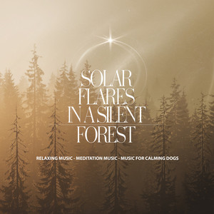 Solar Flares in a Silent Forest