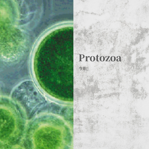 Protozoa