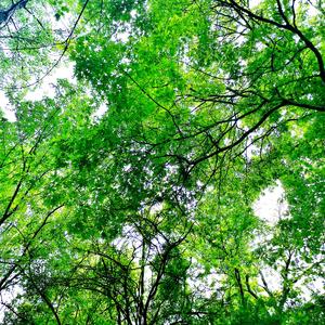 greenheart
