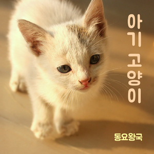 아기 고양이
