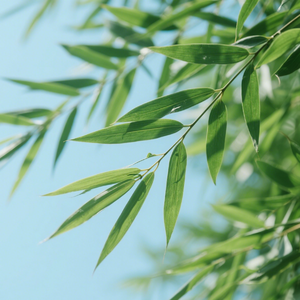 一念清宁万事安