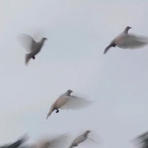 最（live）（翻自 刘大壮）