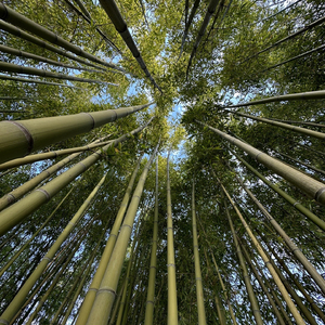 或许 2025版女生版