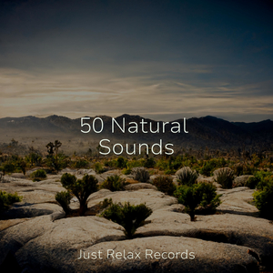 Echoes of a Season Past