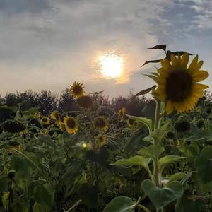 想到你最美的笑（女声版）