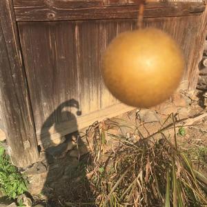 归去来兮（翻自 叶炫清）