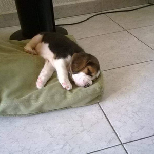 Capitán Perro