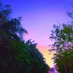 落日与鲸（翻自 天舞）