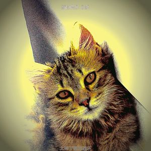 精彩压力大的猫环境