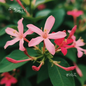 断肠花