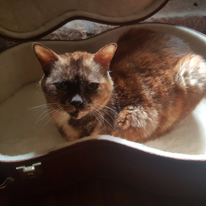 Non sei (Acoustic Version)