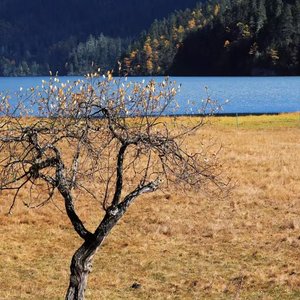 芦苇晚风秋江景