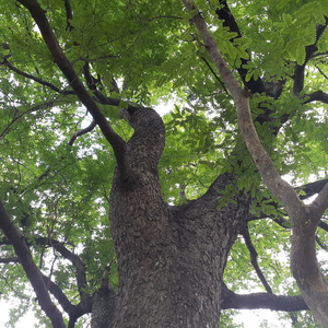 Jeans Pant Horok Katek