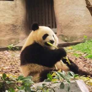 [FREE]写日记给你听