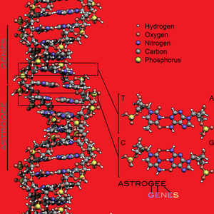 Genes