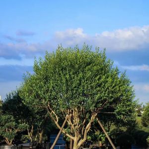 分手何必又相逢