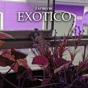 Exotico