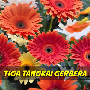 Tiga Tangkai Gerbera