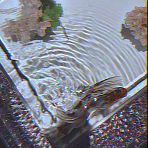 魚の街、果ての夢