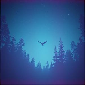 ปีกกลางคืน