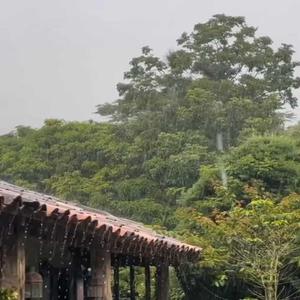 Mato Molhado Poema de 1994