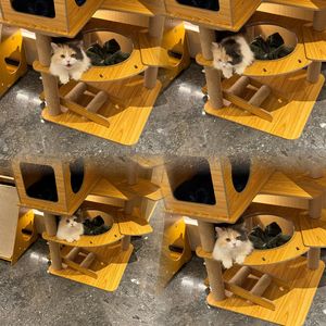 在加纳共和国离婚