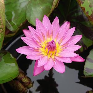 「雪の日の約束」