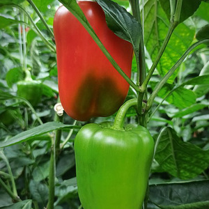 Pimientos