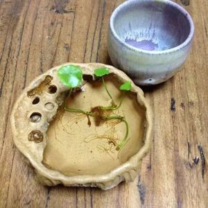 起步微尘-北枳落