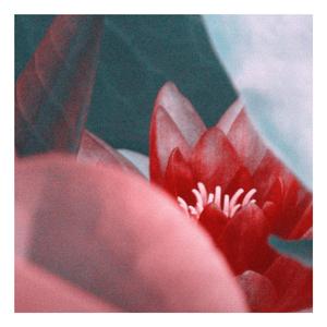 Magpie & the Sasquatch