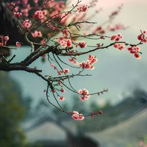 一抹残霞-陈子渝