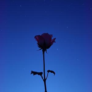 why do you feel this way? (feat. Dekicum, The Broken Time Machine & lost月soul)