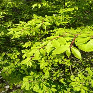 lemme talk my shit real quick.