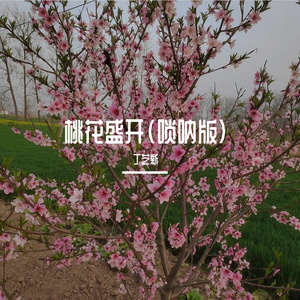 桃花盛开 (唢呐版)