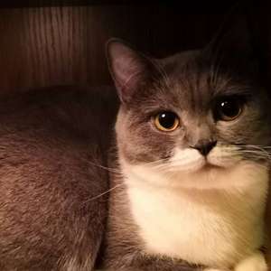 那什么 我说两句----MAF diss